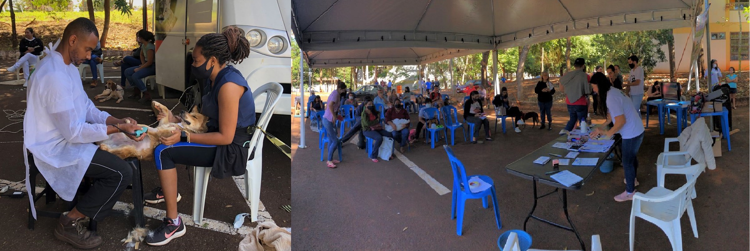 montagem materia site castracao animais