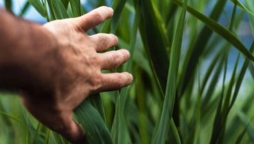 Engenharia Agronômica / Agronomia